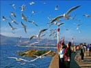 夢(mèng)想版納、南國(guó)風(fēng)情--雙飛五日純玩不進(jìn)店